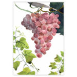Strofinaccio-Grapes-2-La-Bottega-di-Casa