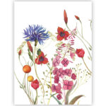 Strofinaccio Fiordaliso 1