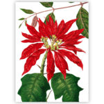 Strofinaccio Poinsettia 1