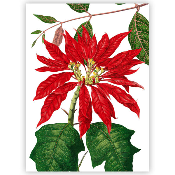 Strofinaccio Poinsettia 1 - immagine 1