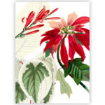 Strofinaccio Poinsettia 2